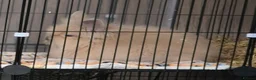 Lionhead rabbits for sale: Double maned lionhead sold as 2 girl's, only 1 is. - Advert 5