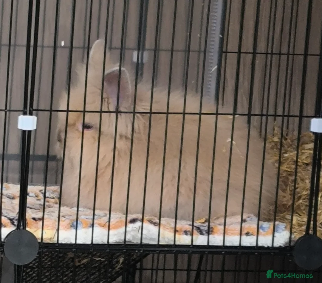 Lionhead rabbits for sale: Double maned lionhead sold as 2 girl's, only 1 is. - Advert 5