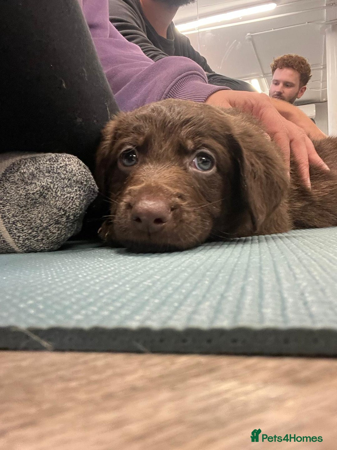 Mixed Breed dogs for sale: Beautiful Puppies – ONLY / LEFT!!! - Advert 6