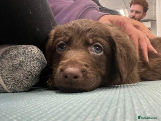 Mixed Breed dogs Beautiful Puppies – ONLY 3 LEFT!!! - Advert 15