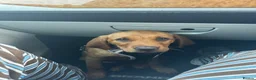 Labrador Retriever dogs for sale: Red fox lab puppy  - Advert 9