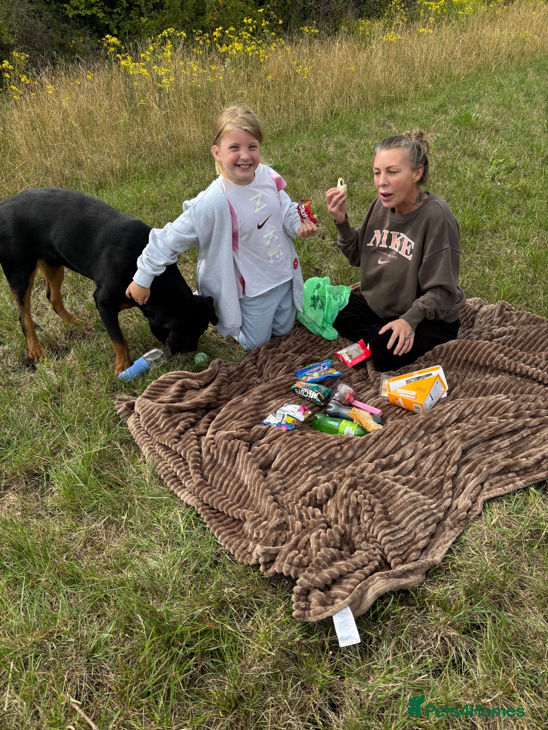Rottweiler dogs for sale: Beautiful rottweiler - Image 1