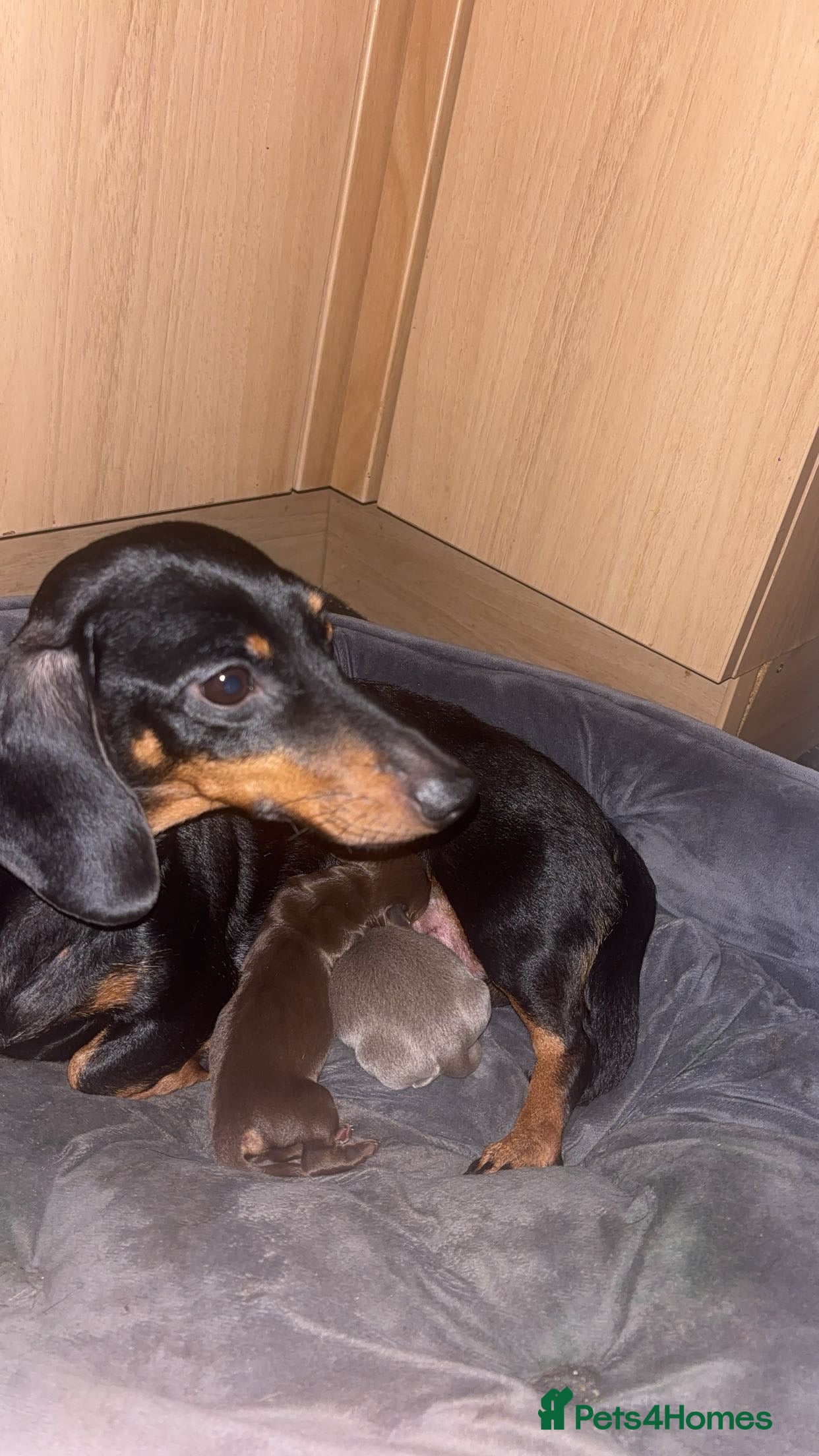 Chiweenie dogs Gorgeous chiweenie puppies - Advert 1