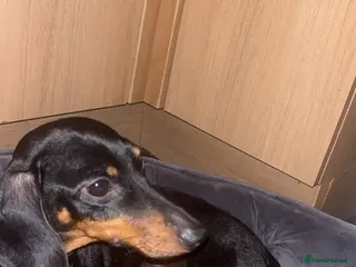 Chiweenie dogs Gorgeous chiweenie puppies - Advert 1