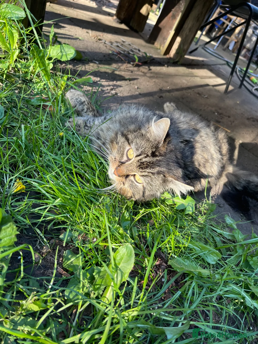 Mixed Breed cats for sale: Domestic long haired cat in Birmingham - Advert 5
