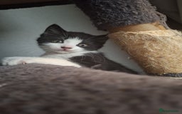 Mixed Breed cats for sale: Coondoll X BSH kittens *last 2* - Image 13