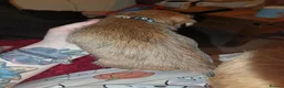Mixed Breed dogs for sale: Puppies mixed breed ready 2nd of November  - Advert 5