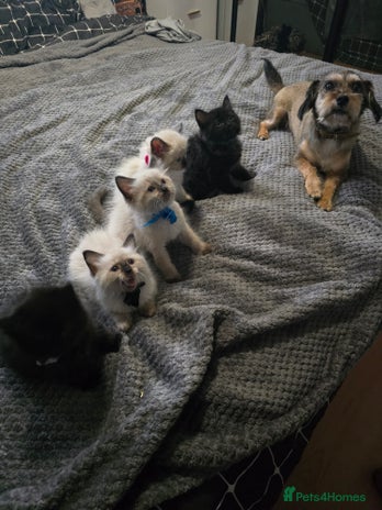 Ragcoon cats - Advert 3