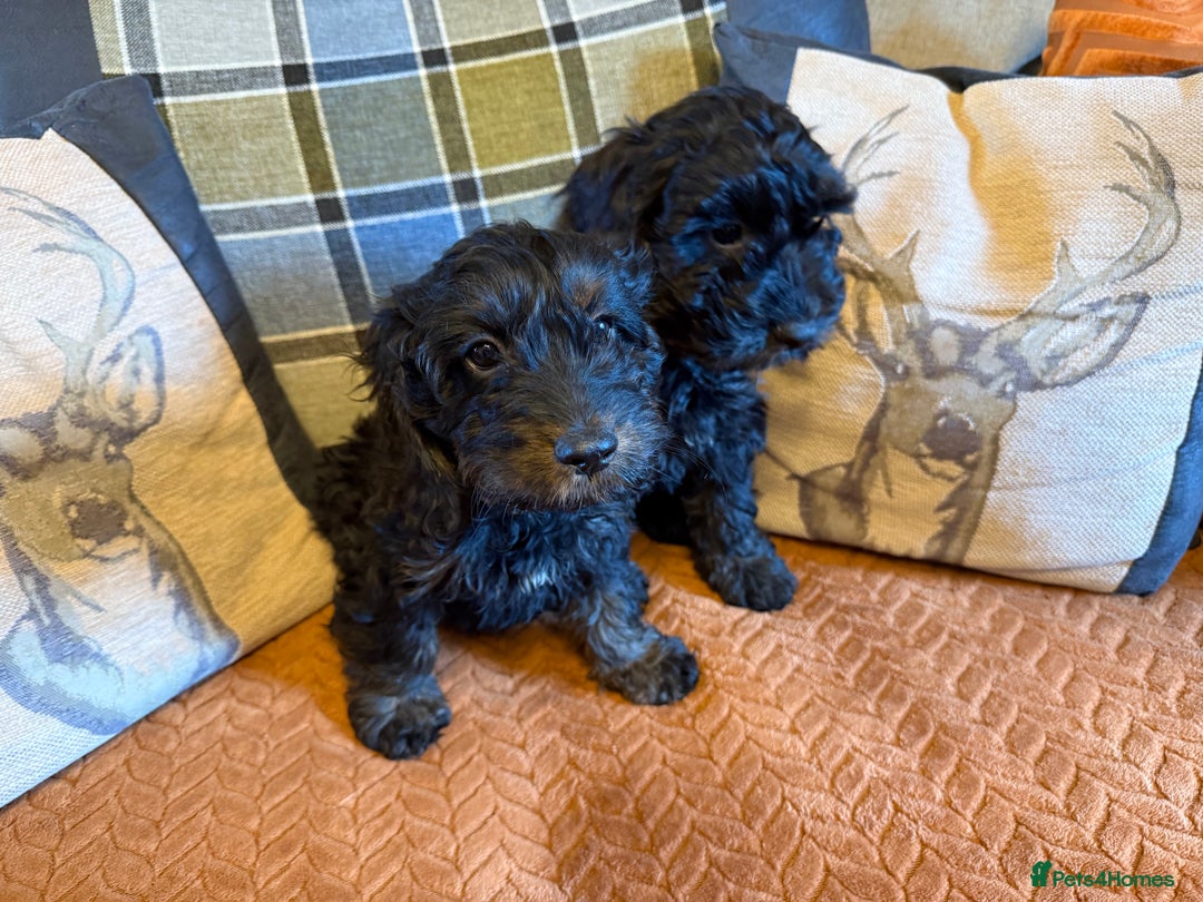Cockapoo dogs for sale: LOVELY HEALTH TESTED F1 COCKERPOOS - Image 3