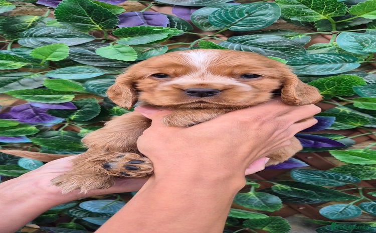 Cocker Spaniel dogs - Advert 18