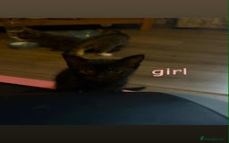 Domestic Shorthair cats for sale: Kittens for sale mother is half maine coon - Image 13