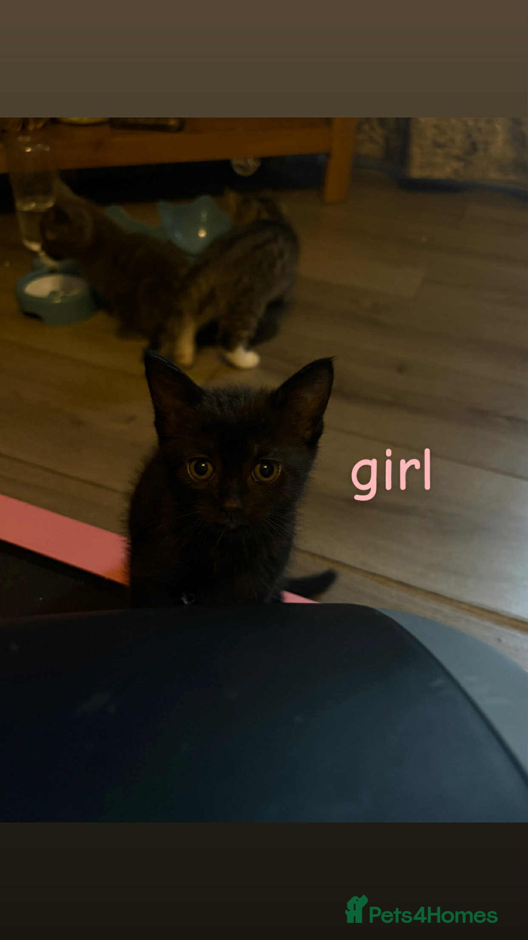 Domestic Shorthair cats for sale: Kittens for sale mother is half maine coon - Image 13