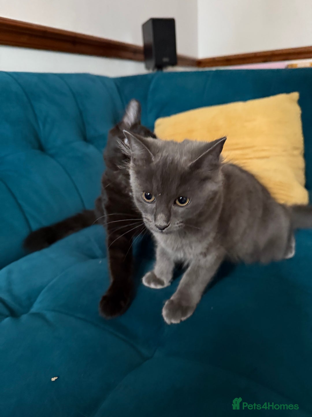 Ragdoll cats for sale: Ragdoll kittens for sale  - Image 23