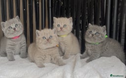 British Shorthair cats for sale: Absolutely beautiful BSH kittens  - Image 18