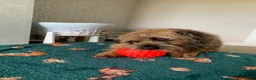 Border Terrier dogs for sale: Border Terrier Female,Monkey,Loving Home Wanted in Halifax - Advert 3