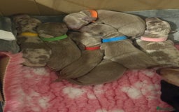 Dachshund dogs for sale: Dachshund puppies for sale - Image 1