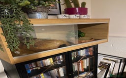 Python Snake reptiles for sale: Ball python 3 years old  - Image 3