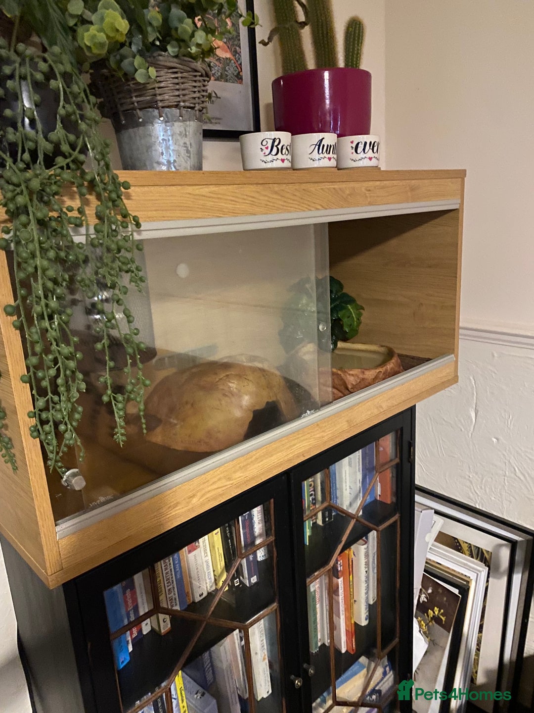 Python Snake reptiles for sale: Ball python 3 years old  - Image 3