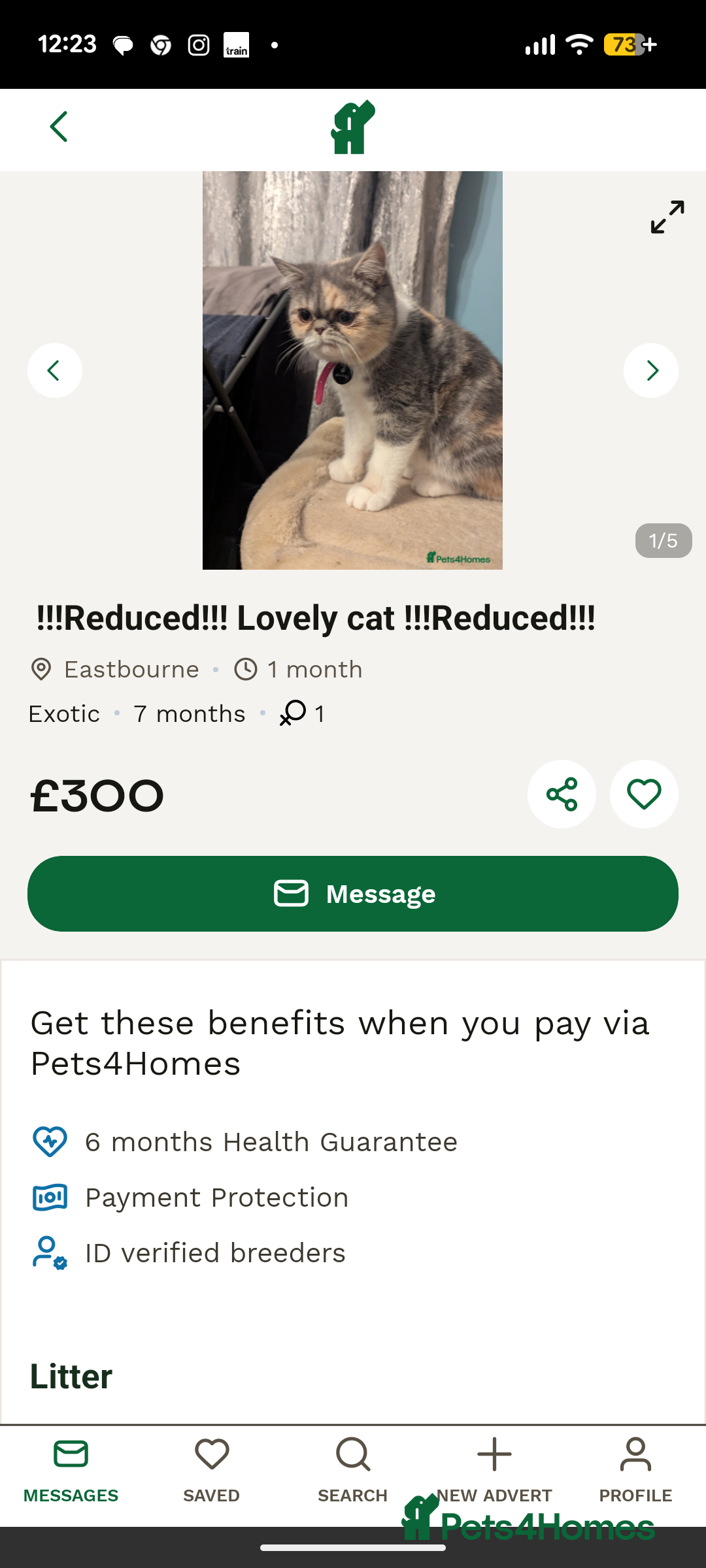 Exotic cats for sale: Reservation only - Advert 6