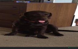 Labrador Retriever dogs for sale: Beautiful chunky Labrador pups NOW READY - Image 16