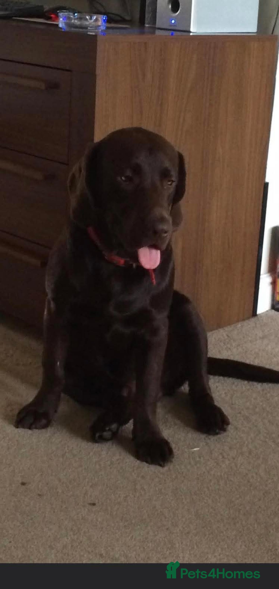 Labrador Retriever dogs for sale: Beautiful chunky Labrador pups NOW READY - Image 16