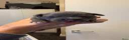 Staffordshire Bull Terrier dogs for sale: 8 GORGEOUS  STAFFORDSHIRE BULL TERRIER PUPPIES - Advert 15