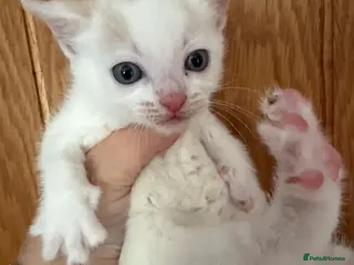 Mixed Breed cats **Lovely boy kitten white & ginger ready to leave - Advert 1