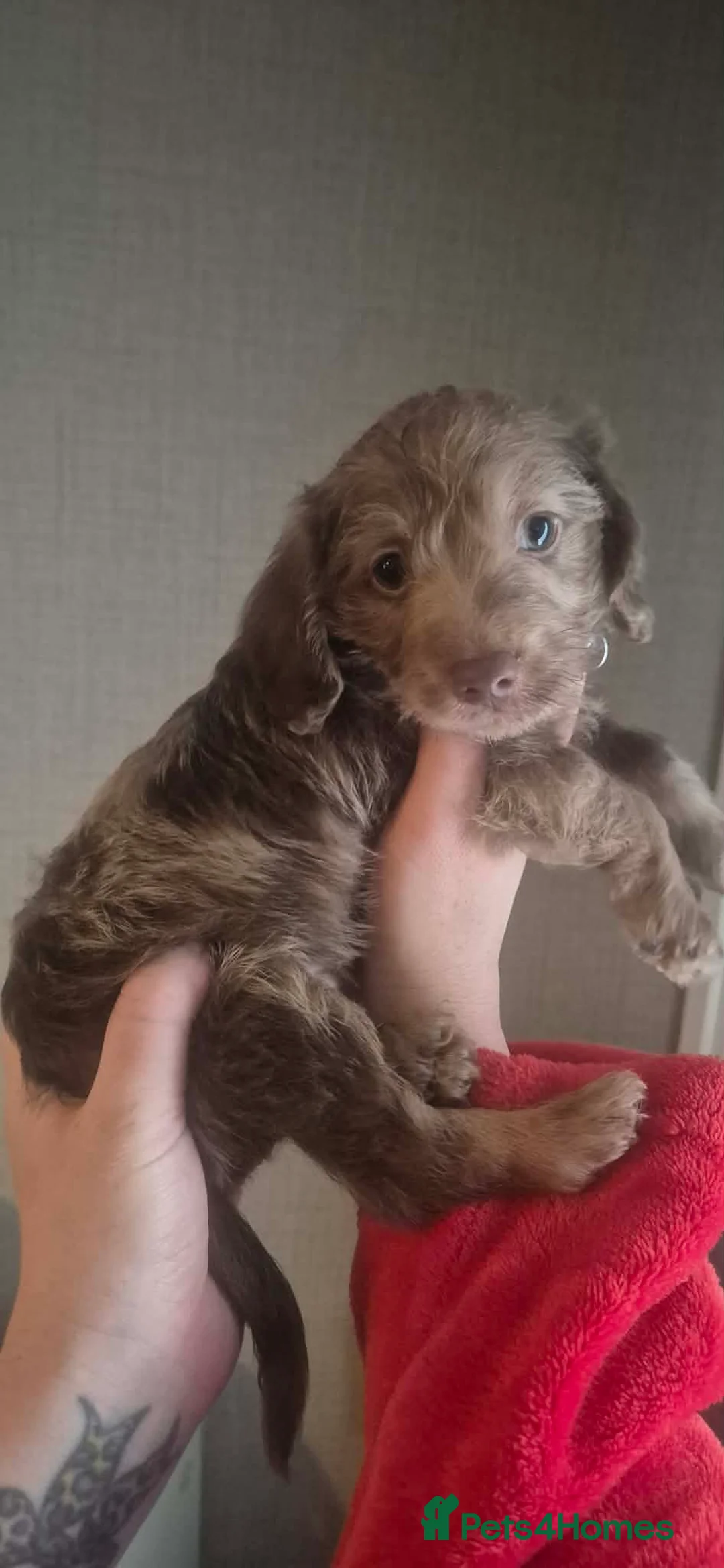 Doxiepoo dogs for sale: Doxiepoo puppies - Advert 2