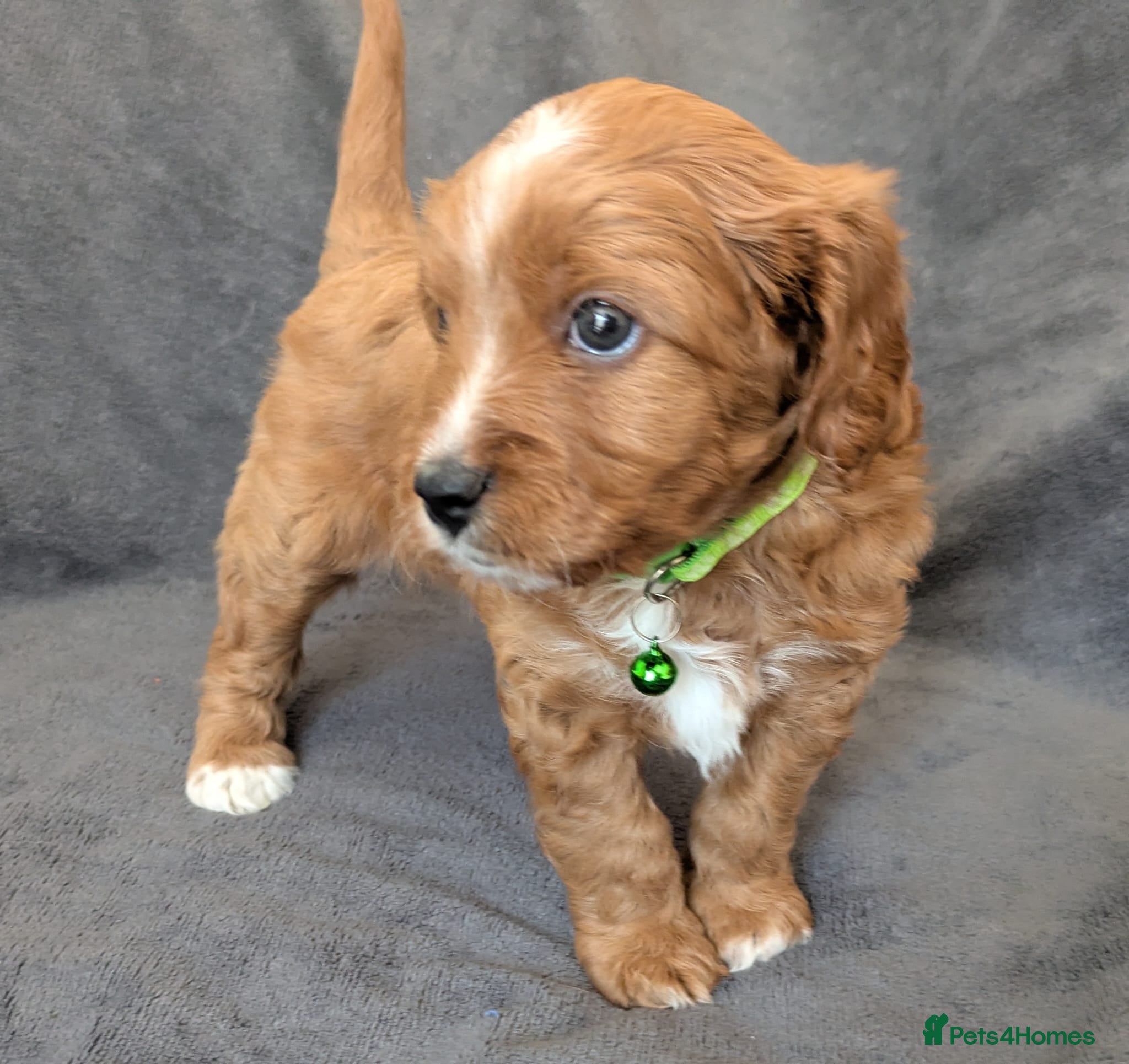 Cavapoo dogs Adorable Cavapoo Puppies From Licensed Breeder - Advert 2