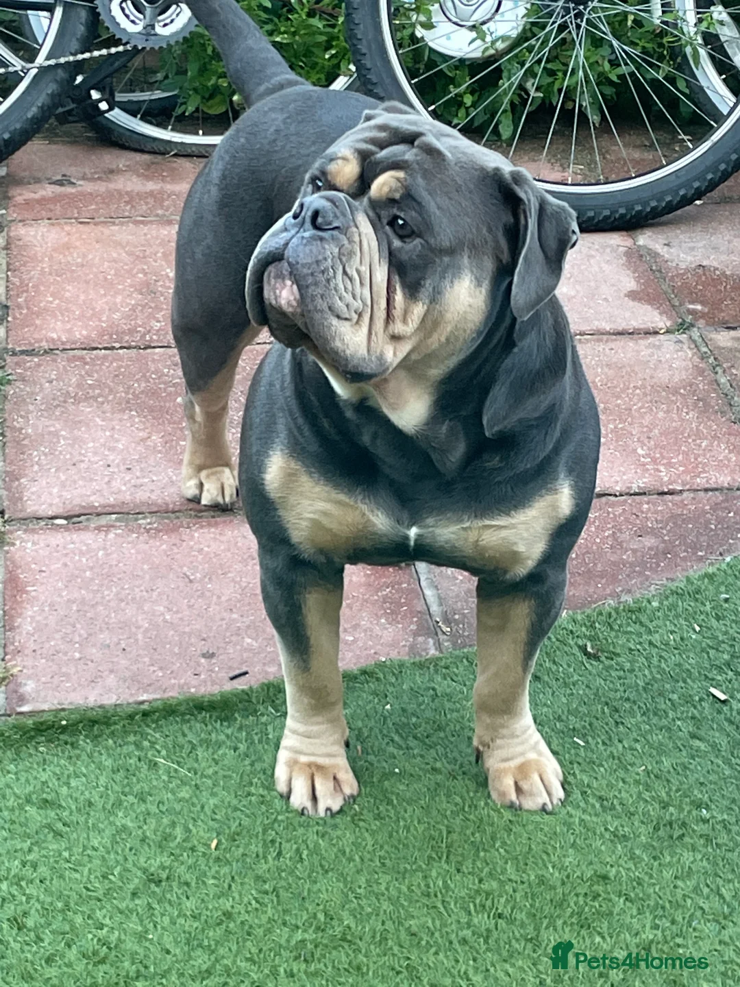 Olde English Bulldogge dogs for stud: Proven fluffy gene carrier health tested  - Advert 12