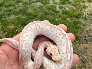 Python Snake reptiles - Advert 27
