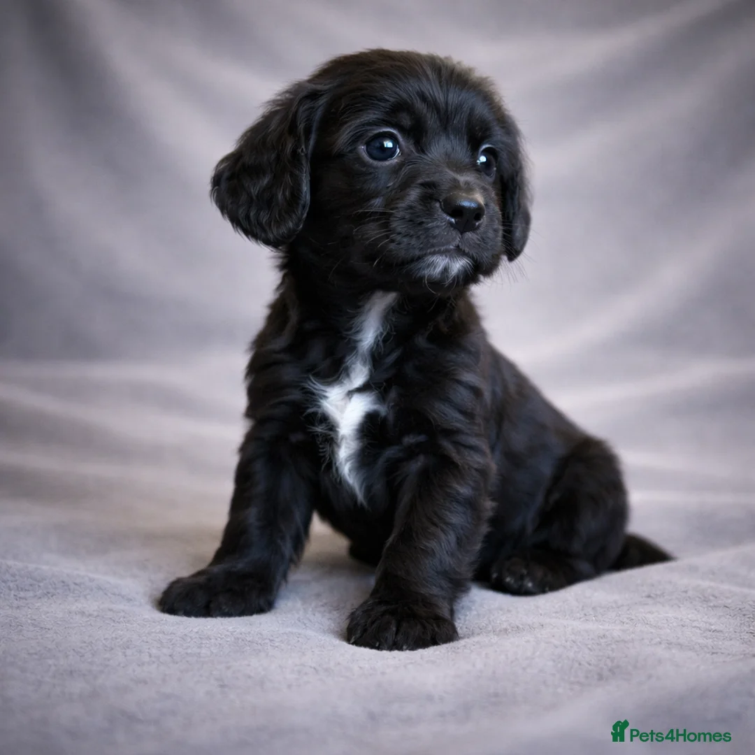 Cocker Spaniel dogs for sale: Blue Merle, Black and Tan, black cocker spaniels  - Advert 2