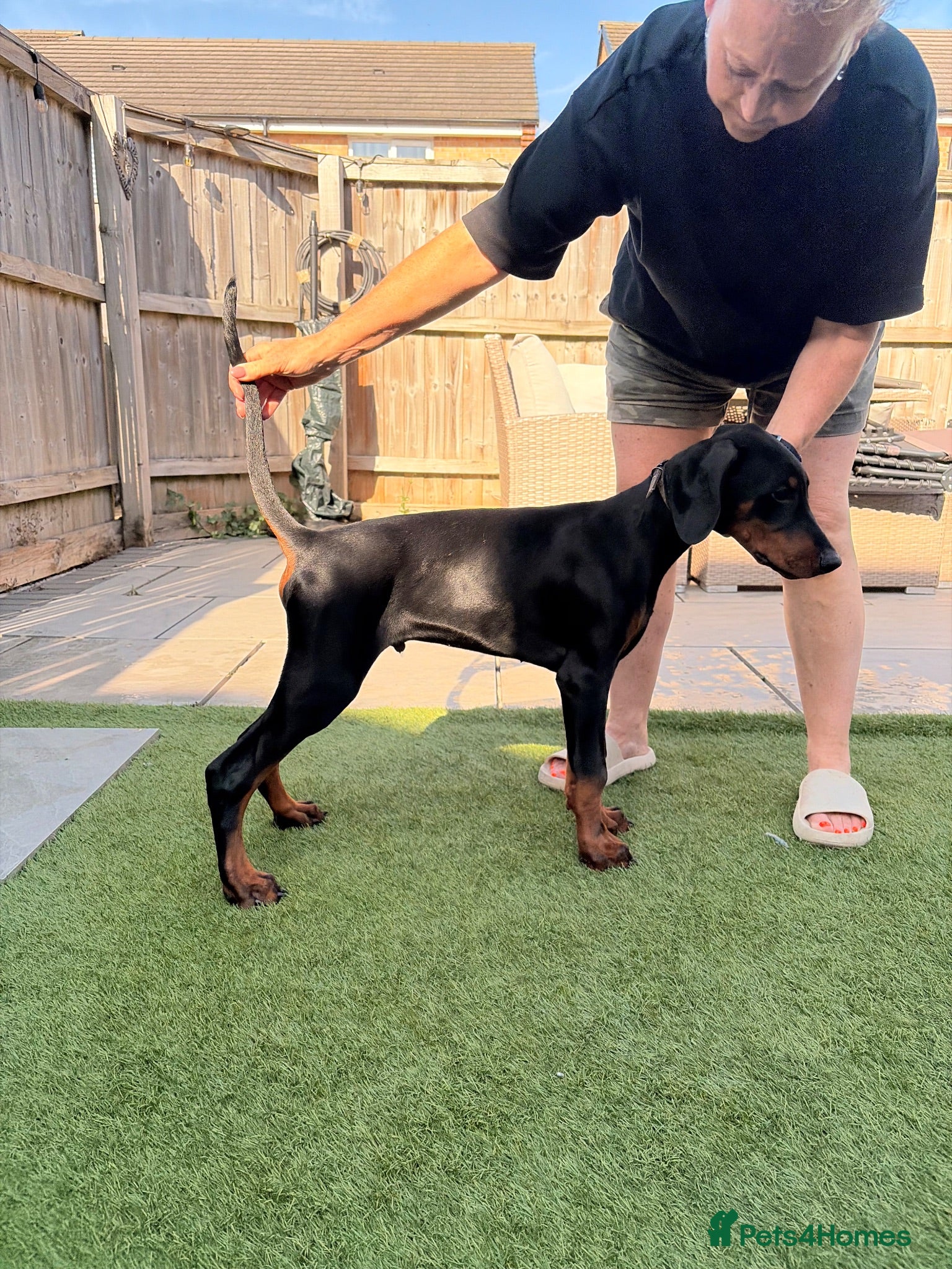 Dobermann dogs READY TO COLLET NOW | RKC DOBERMAN | CHAMPION LINE - Advert 2