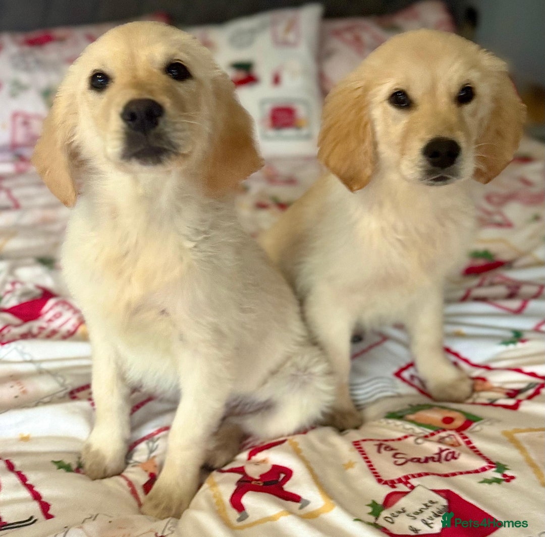 Golden Retriever dogs for sale: 🐾 Adorable Golden Retriever Puppies 🐾 - Advert 3