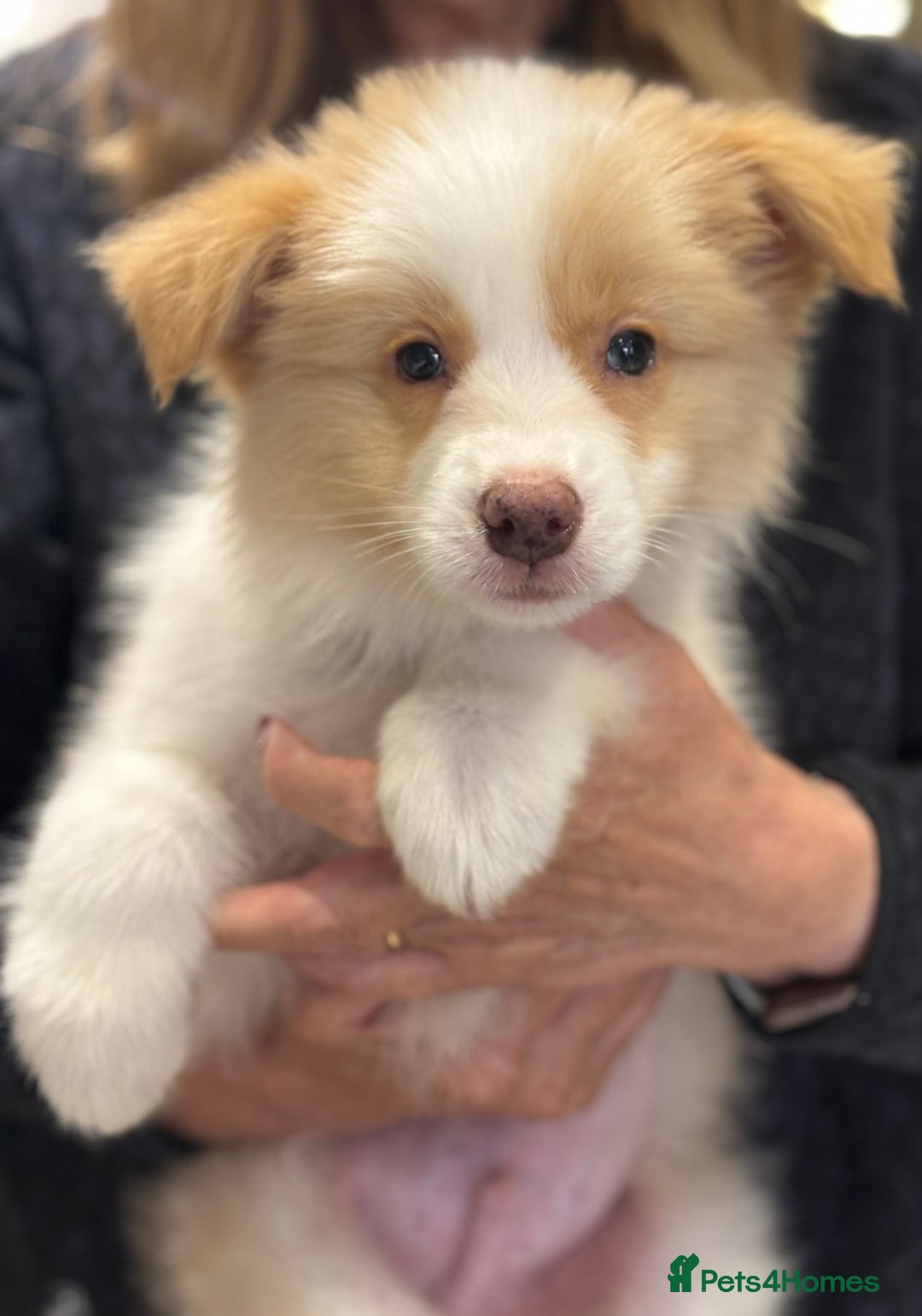Border Collie dogs for sale: KC SHOWLINE CHAMPIONSHIP BLOODLINES🏅 - Image 3