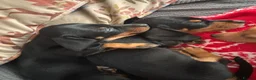 Miniature Dachshund dogs for sale: Miniature Smooth Dachshund's  - Advert 4