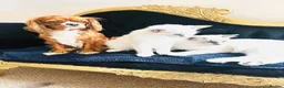 Ragdoll cats for sale: ❤️ Very special homes needed GCCF RAGDOLLS  - Advert 8