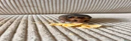 Hamster rodents for sale: Syrian hamster babies - Advert 11