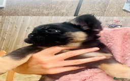 French Bulldog dogs for sale: Full Fluffy KC French bulldog Pupps 2 boys 1 girl  - Image 21