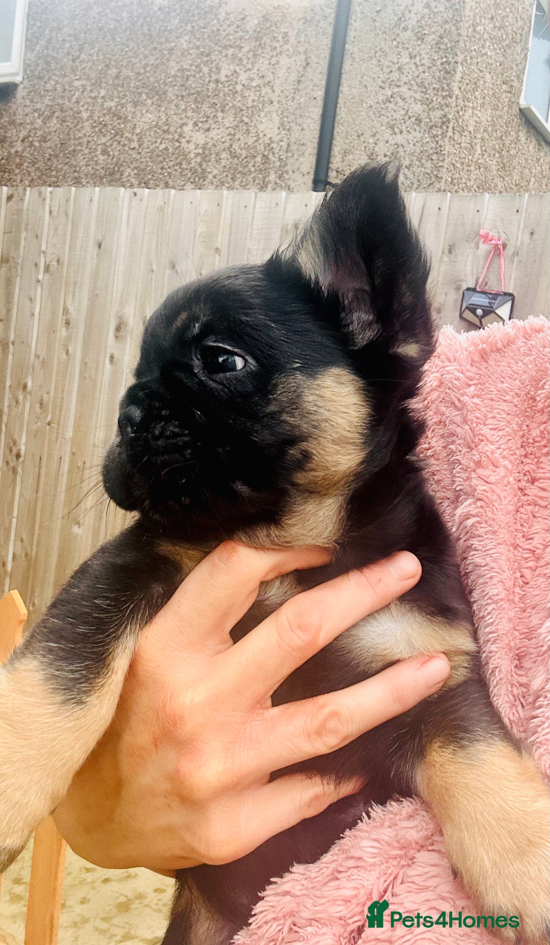 French Bulldog dogs for sale: Full Fluffy KC French bulldog Pupps 2 boys 1 girl  - Image 21