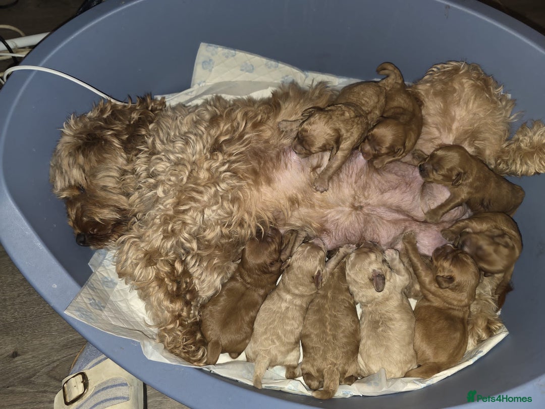 Cavapoo dogs for sale: Cavapoo puppies - Advert 6