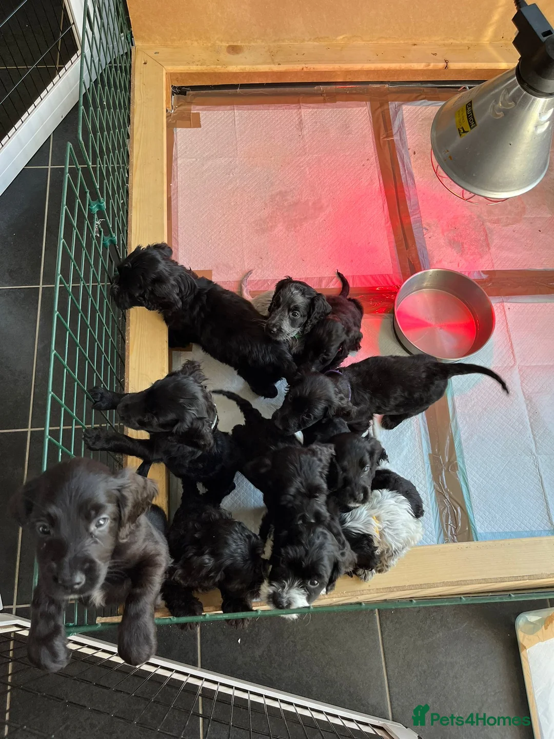 Cockapoo dogs for stud: Lovely proven F1 cockapoo for stud -Health Checked in Lanark - Advert 17