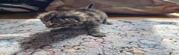 Maine Coon cats for sale: 4 gorgeous Maine coon X kittens - Advert 12