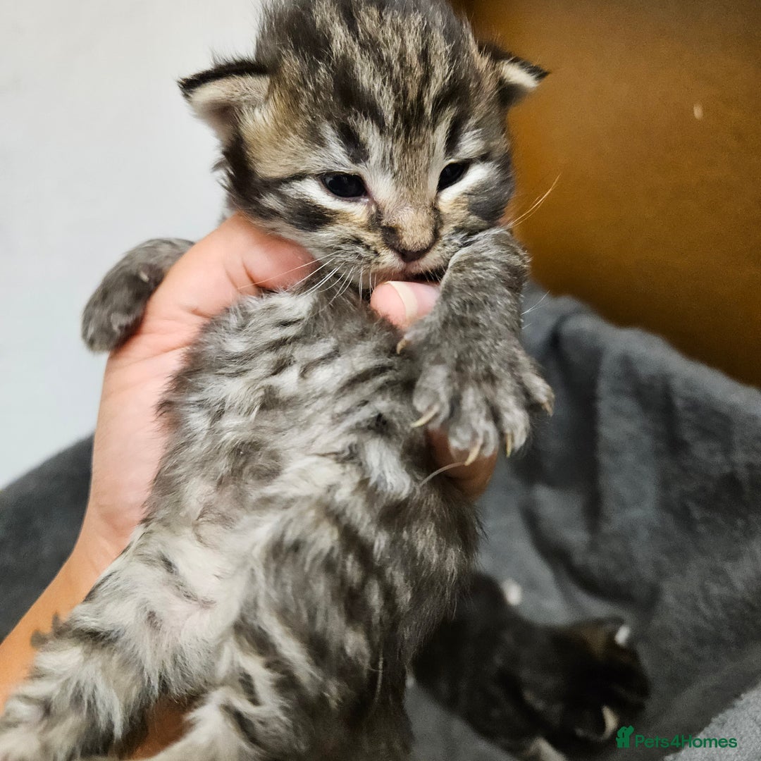Mixed Breed cats for sale: GINGER GIRL AND TABBY BOY  - Image 16