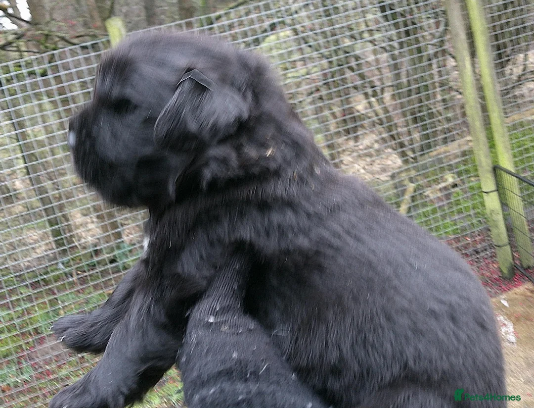 Newfoundland dogs for sale: Newfoundland puppies - Advert 10