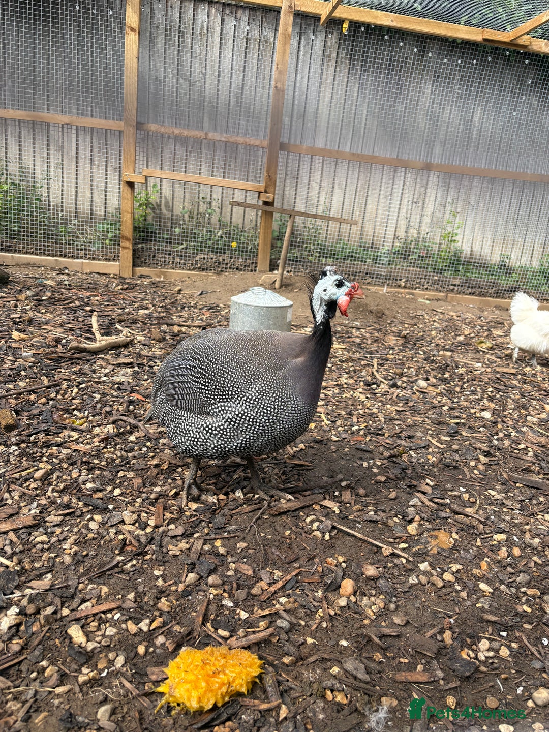 Guinea Fowl poultry for sale: Male guinea fowl - Image 3