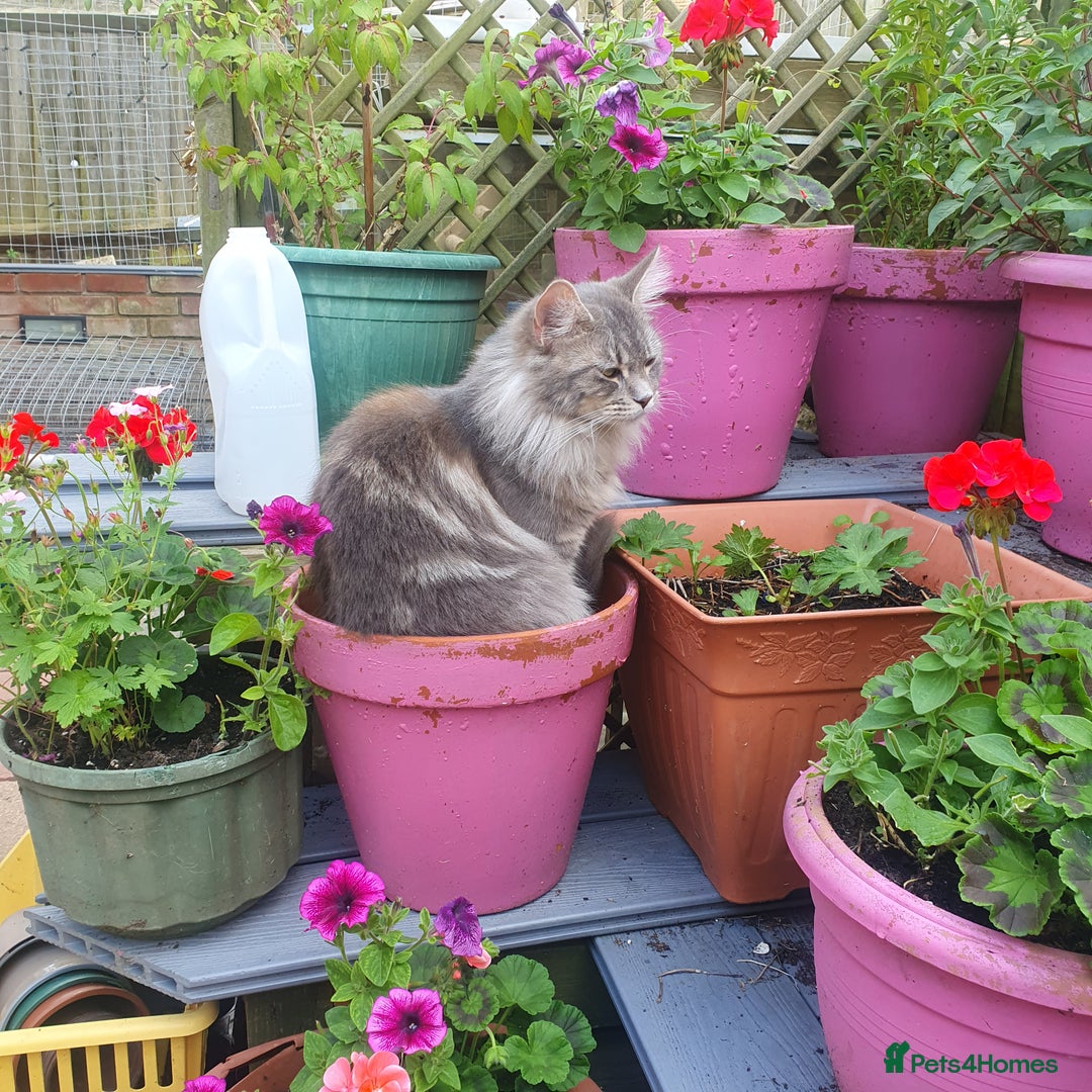 Maine Coon cats for sale: Beautifall Maine coon kittens - Advert 11