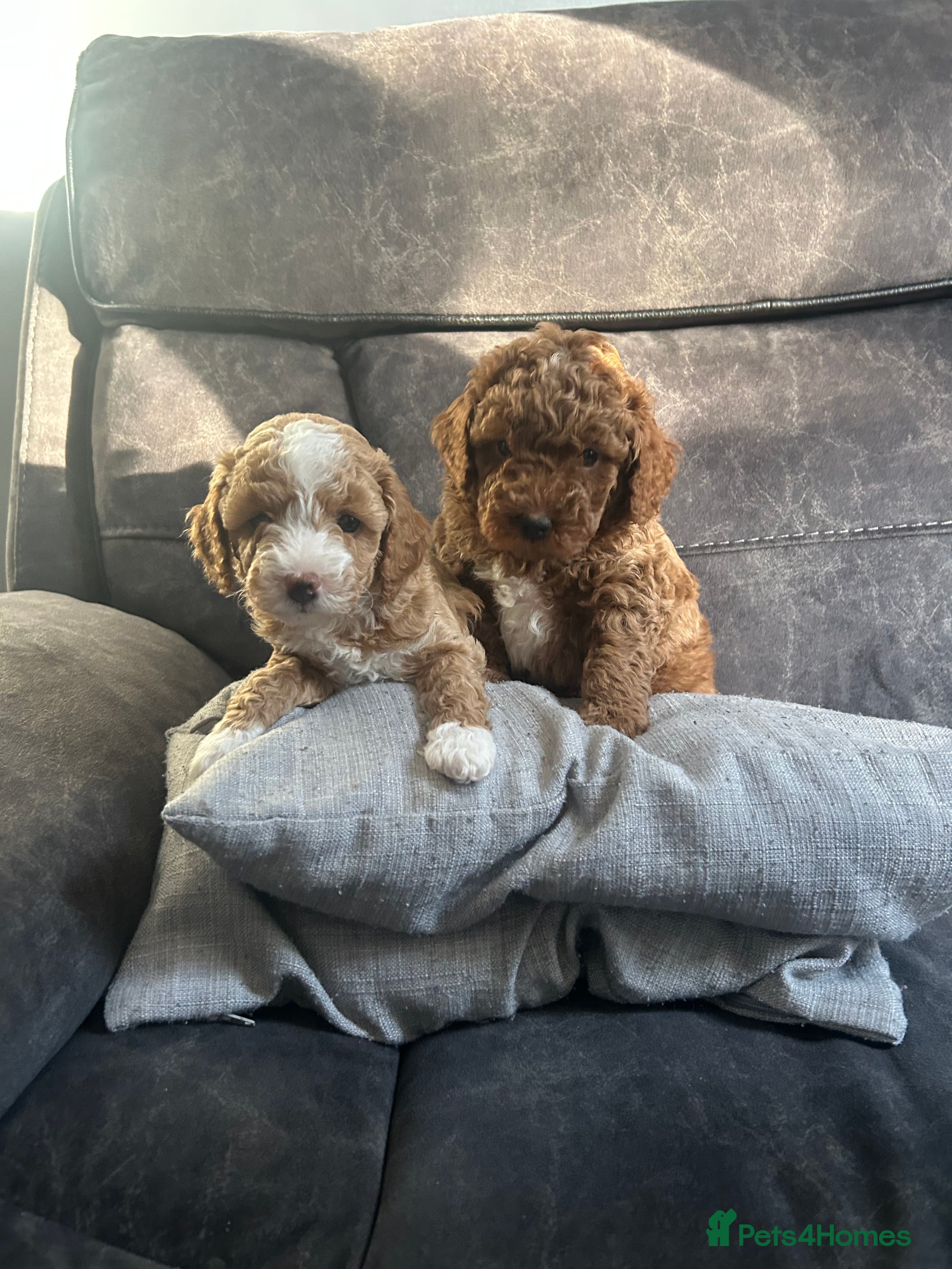 Poochon dogs Adorable Poochon puppies  - Advert 14