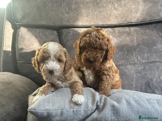 Poochon dogs Adorable Poochon puppies - Advert 14