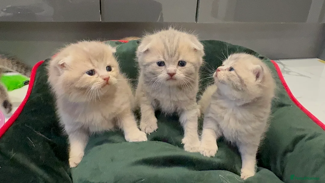 Scottish Fold cats for sale: Scottish fold full pedigree  - Advert 2